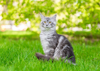 Portrait of a adult maine coon cat on green summer grass