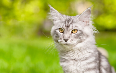 Close up portrait of a adult Maine coon cat sitting on green summer grass and looking away. Empty space for text