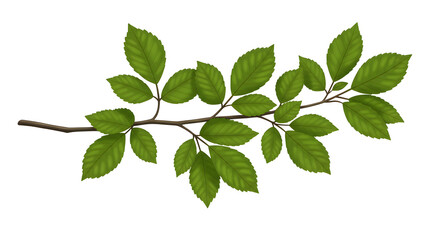 Fototapeta premium Stock photo of green leaves on branch for design element and botanical illustration nature background