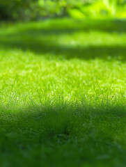 close-up view of a grassy field, As a background for websites, advertisements, or presentations emphasizing nature or sustainability.