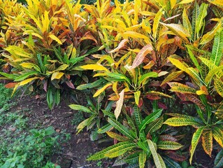 Croton plant (Codiaeum variegatum) in outdoor garden  © Eka