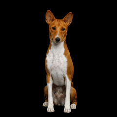 Closeup Portrait White with Red Basenji Dog sits and gaze on Isolated Black Background, Front view