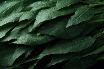 Fototapeta premium Fresh green laurel leaves nature close-up detailed texture ultra-detailed resolution natural environment