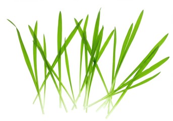 Fresh green grass blades isolated on white background