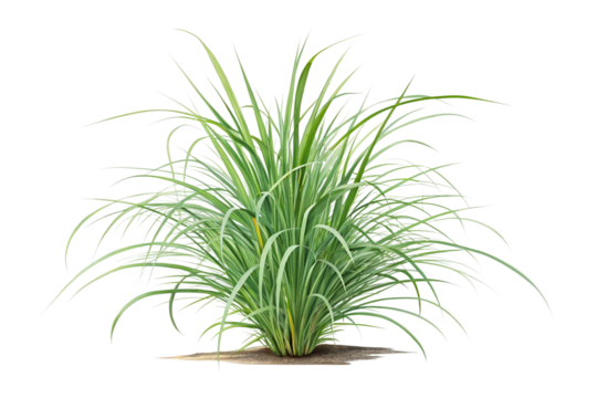 Lush Green Lemongrass Plant on Transparent Background Isolated Botanical Illustration,ai generated