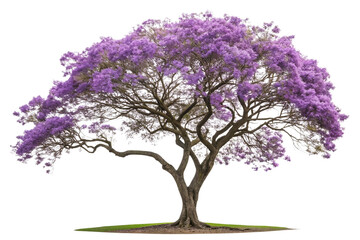 Obraz premium Majestic Purple Jacaranda Tree in Vibrant Full Bloom on Transparent Background ,ai generated