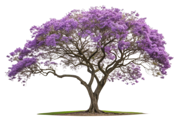 Majestic Purple Jacaranda Tree in Vibrant Full Bloom on Transparent Background  ,ai generated