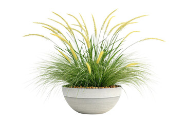Ornamental Grass in a Modern Pot on Transparent Background,ai generated