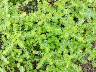 Phyllanthus urinaria or meniran plant with top view angle setup. Herb medicine plant	