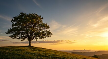 Obraz premium Single Tree at Sunset