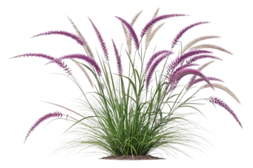 Purple Fountain Grass Cluster Isolated on Transparent Background for Design Use  ,ai generated