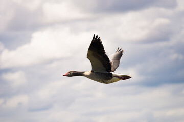 Common Ansar in mid-flight with wings outstretched against a backdrop of blue and grayish clouds