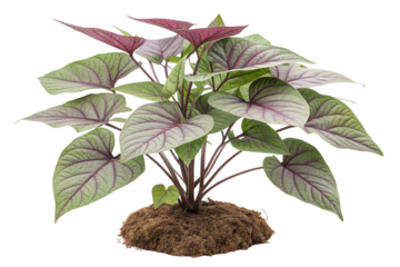 Purple Heart Plant with Lush Green Leaves on Transparent Background,ai generated