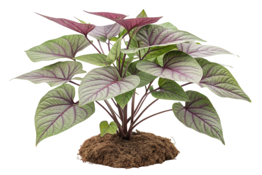 Purple Heart Plant with Lush Green Leaves on Transparent Background,ai generated