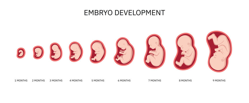 Human embryo, stages of fetal development 1 to 9 months . Human fetus inside the womb