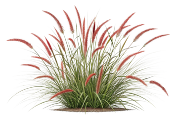 Realistic 3D Render of Red Foxtail Grass Bush on Transparent Background,ai generated