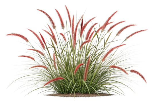 Realistic 3D Render of Red Foxtail Grass Bush on Transparent Background,ai generated