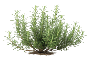 Rosemary Bush Plant on Transparent Background Isolated Herb,ai generated
