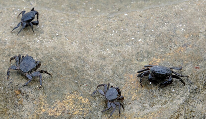 Crabs on Illa do Faro (Cíes Islands) in Galicia, Spain