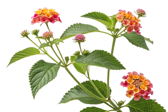 Vibrant Lantana camara Branch with Blooming Flowers on Transparent Background,ai generated