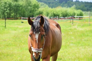 horse in the meadow