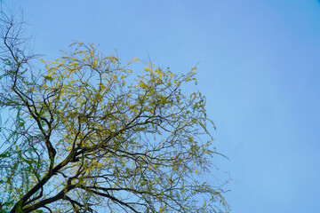 tree branches against blue sky