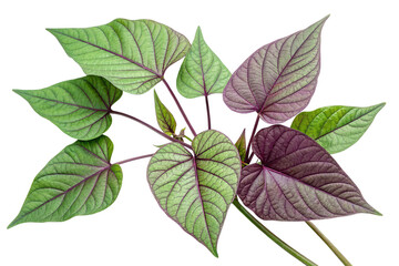 Fototapeta premium Vibrant Purple and Green Sweet Potato Leaves on Transparent Background,ai generated