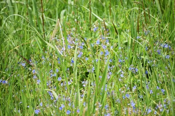green grass and blue sky
