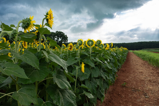 Dramatic storm clouds gather over suflower field