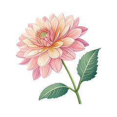 pink dahlia flower