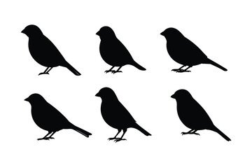 House sparrow silhouette vector bundle  illustration, House Sparrow Silhouette Vector Bundle  Black Bird Illustrations on White Background


