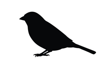 House sparrow silhouette vector bundle  illustration, House Sparrow Silhouette Vector Bundle  Black Bird Illustrations on White Background

