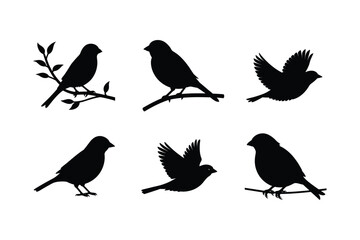 House sparrow silhouette vector bundle  illustration, House Sparrow Silhouette Vector Bundle  Black Bird Illustrations on White Background

