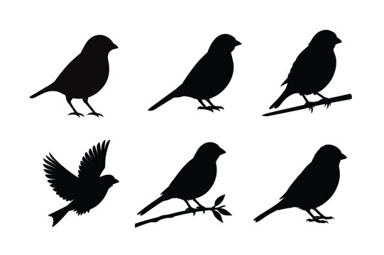 House sparrow silhouette vector bundle  illustration, House Sparrow Silhouette Vector Bundle  Black Bird Illustrations on White Background

