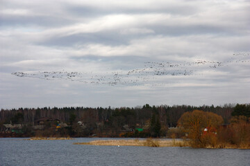 Early spring. Over a reservoir the big pack of geese flies by. The distant coast with the village and the forest is visible. The sky with clouds very beautiful.