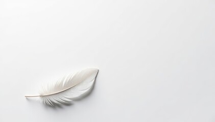 Crisp white feathers on a stark white background, studio, image