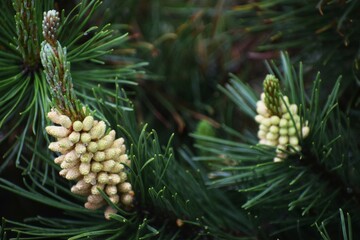 close up of pine cones