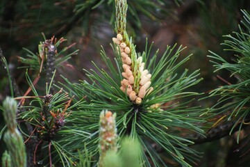 Fototapeta premium close up of pine cones