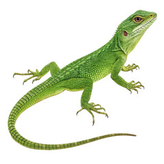 Obraz premium A green reptile lizard, possibly an iguana or chameleon, is isolated on a white background in a closeup macro view