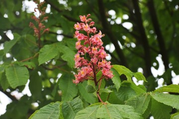 pink flowers in the garden