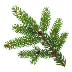 A twig of pine isolated on transparent or white background, png