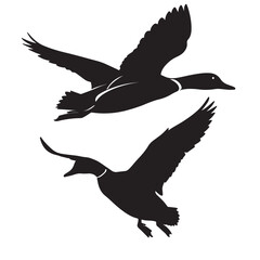 vector illustration of a seagull