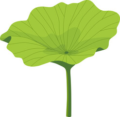 Green Lotus Leaf Growing