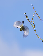 Blue tit in vertical flight, blue tit with spread feathers in vertical descent, blue tit from...