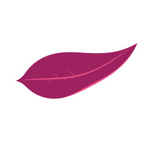 Single crimson red leaf isolated on white