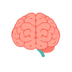 Simple illustration of a human brain anatomy