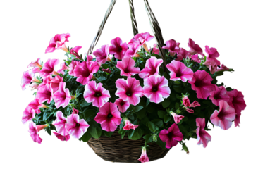 Pink petunias in a hanging basket, transparent background, pixel art