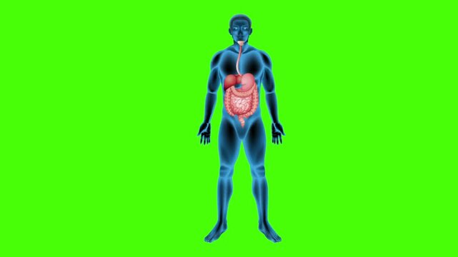 Transparent Human Anatomy with Digestive System, Green Screen


