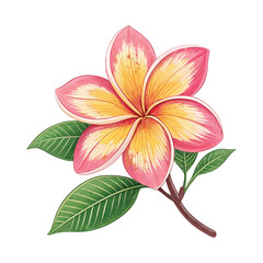 pink frangipani flower