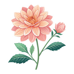 pink dahlia flower